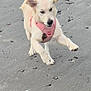 animal, beach, canine, daylight, dog, ears, energetic, fun, leaping, nature, outdoor, paws, pet, pink_harness, playful, puppy, rocks, running, sand, seaweed