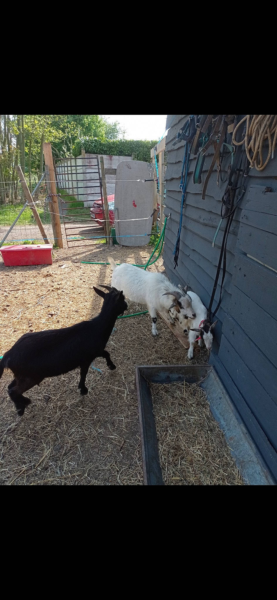 Nina participe au concours pour gagner de l'argent avec cette photo : canidae, dog_breed, door, fawn, goat, goats, grass, livestock, mammal, plant, road_surface, shade, snout, sporting_group, tail, terrestrial_animal, tree, wildlife, wood, working_animal