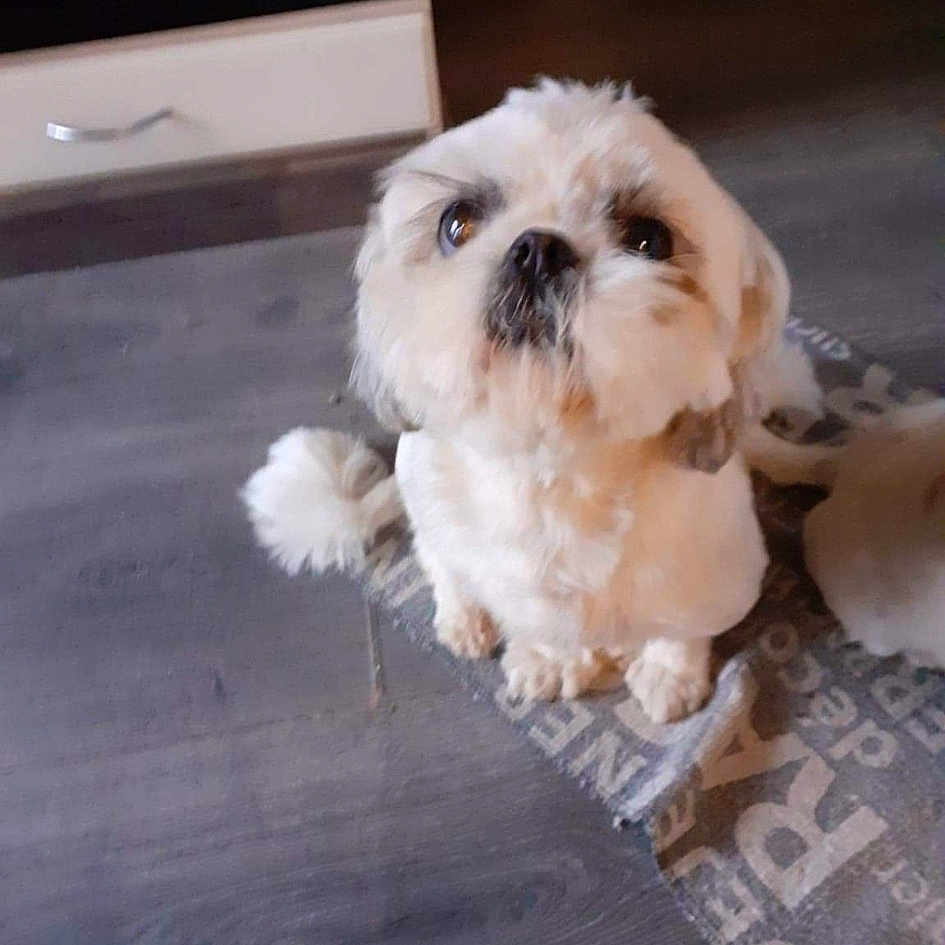 Nina