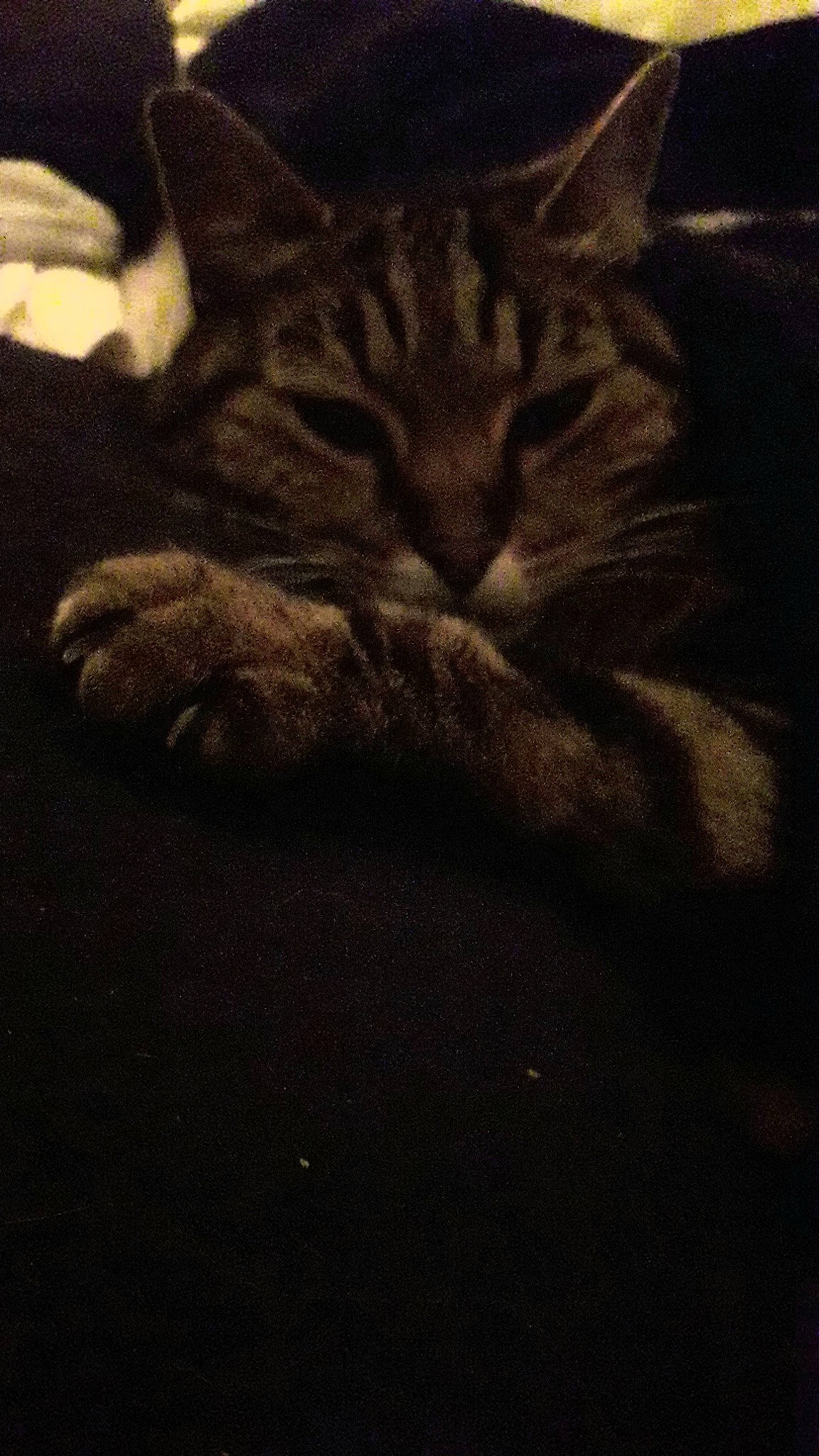 Oscar is registered to the contest to win money with this photo: american_shorthair, asian, carnivore, cat, darkness, domestic_short_haired_cat, european_shorthair, felidae, fur, kitten, paw, pixie_bob, sky, sleep, small_to_medium_sized_cats, tabby_cat, tail, whiskers