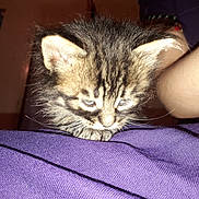 Ninette participe au concours pour gagner de l'argent avec cette photo : kitten, cat, indoor, purple, fabric, fur, sleepy, pet, animal, closeup, whiskers, ear, paw, human_arm, curious, cozy, fuzzy, young, domestic_cat, resting