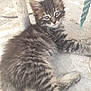 Ninette a rejoint le concours — aidez-le/la à gagner de superbes lots ! kitten, cat, feline, tabby, fluffy, sleepy, outdoor, concrete, floor, rope, pole, resting, cute, animal, pet, young, whiskers, ears, fur, lying_down
