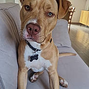 Adés participe au concours pour gagner de l'argent avec cette photo : dog, tan_dog, pet, couch, indoor, living_room, collar, curious, canine, animal, domestic_animal, furniture, window, home, floor, blinds, wooden_chair, modern, relaxed, companion