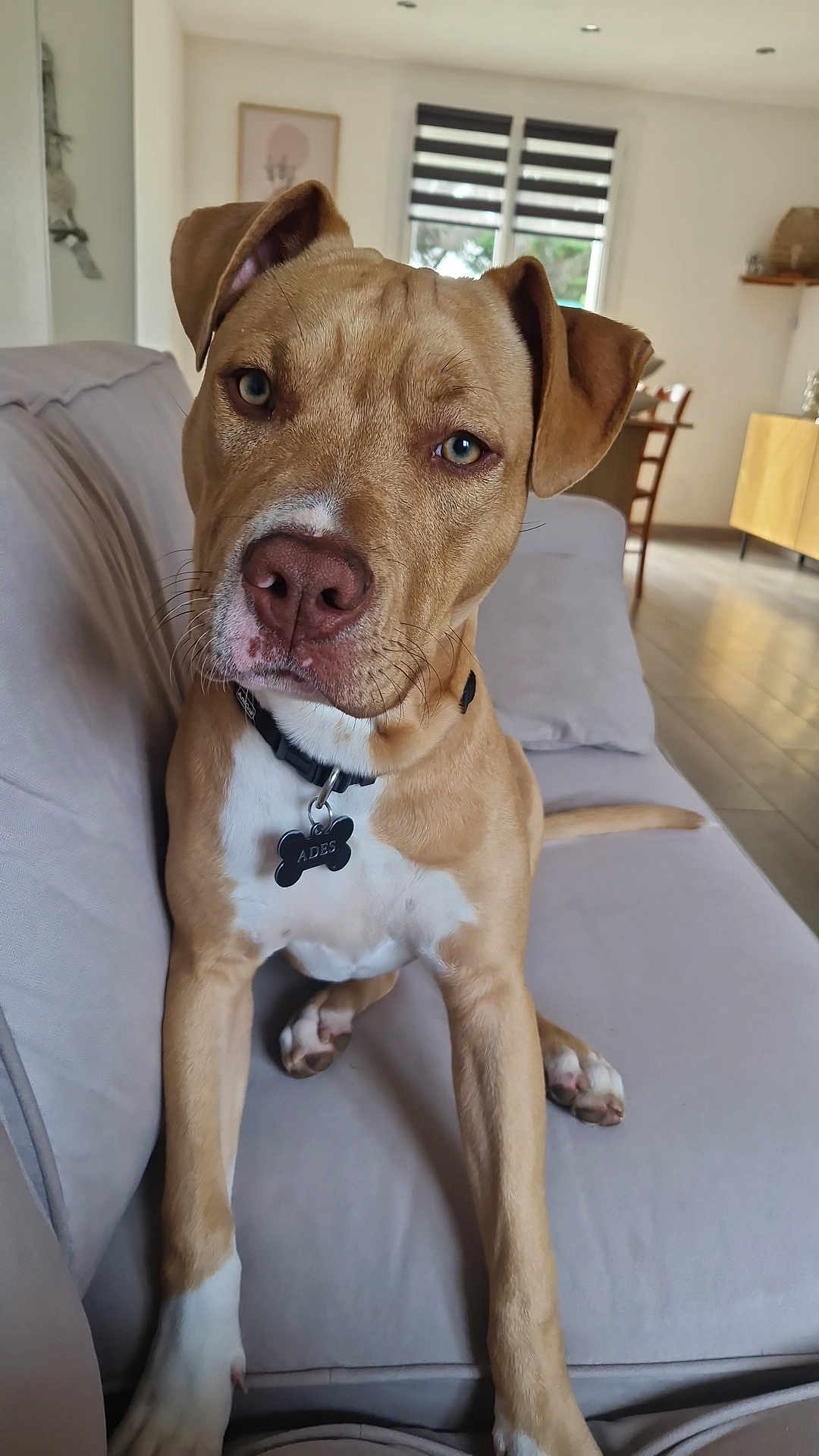Adés participe au concours pour gagner de l'argent avec cette photo : dog, tan_dog, pet, couch, indoor, living_room, collar, curious, canine, animal, domestic_animal, furniture, window, home, floor, blinds, wooden_chair, modern, relaxed, companion