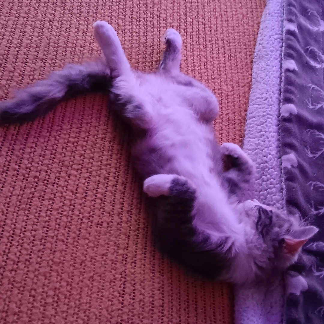 Fancy