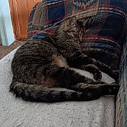 Chance is registered to the contest to win money with this photo: animal, architecture, armchair, building, cat, chair, closet, couch, furniture, hardwood, homedecor, indoors, interiordesign, livingroom, manx, person, pet, room, shelf, wood