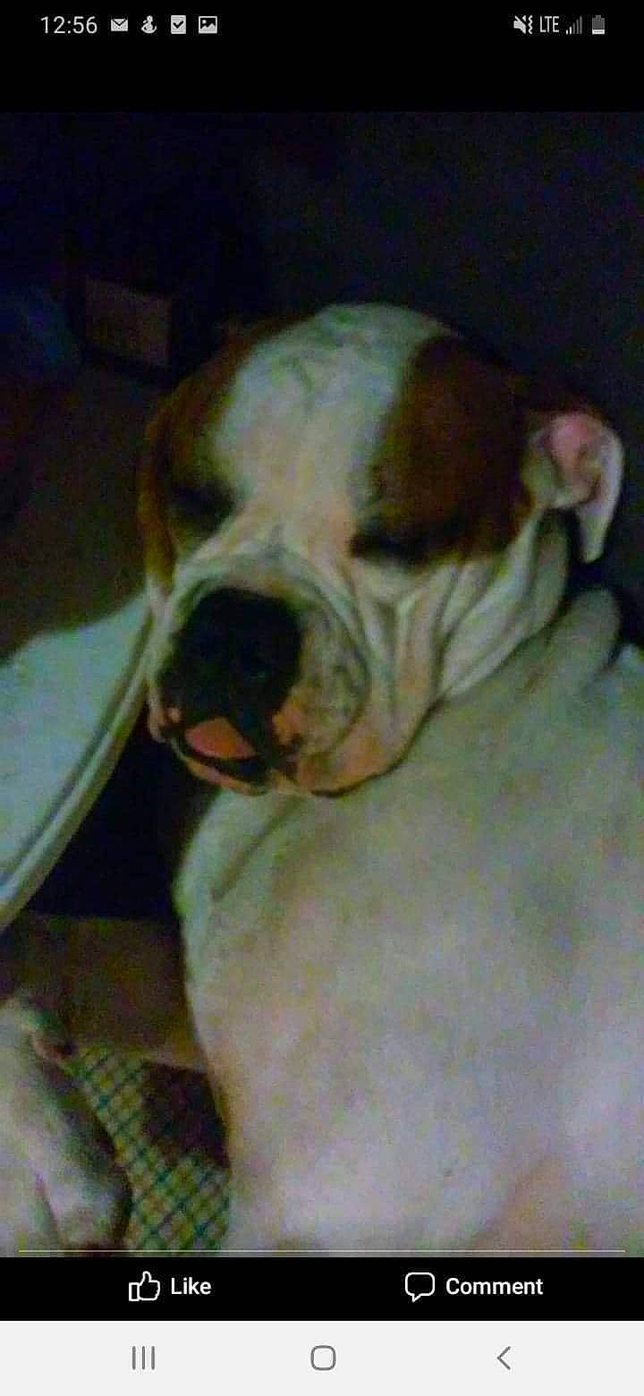 Bee Jay is registered to the contest to win money with this photo: american_bulldog, australian_bulldog, british_bulldogs, bulldog, canidae, carnivore, companion_dog, dog, dog_breed, dorset_olde_tyme_bulldogge, mammal, non_sporting_group, nose, old_english_bulldog, olde_english_bulldogge, snout, toy_bulldog, valley_bulldog, vertebrate, white_english_bulldog