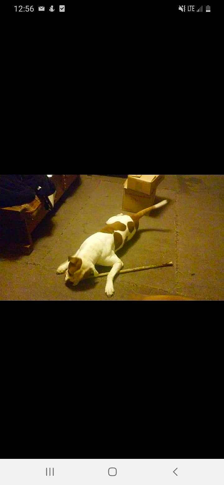 Bee Jay is registered to the contest to win money with this photo: boston_terrier, canidae, carnivore, darkness, dog, dog_breed, fawn, jack_russell_terrier, photography, snapshot, sporting_group, still_life_photography, tail