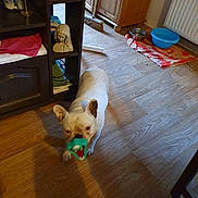 Olligan participe au concours pour gagner de l'argent avec cette photo : cabinet, clothes, dog, domestic, flooring, furniture, home, house, indoor, living_space, pet, pet_bowls, playful, radiator, sculpture, small_dog, towel, toy, white_dog, wooden_floor