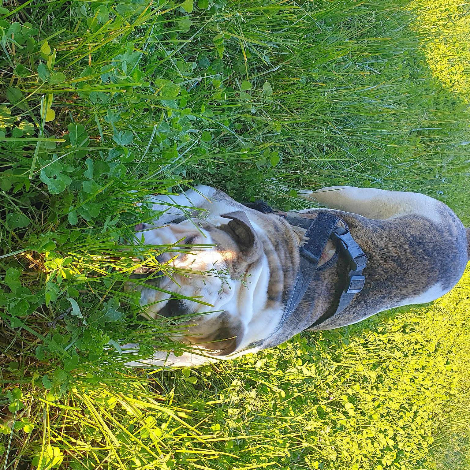 Marley