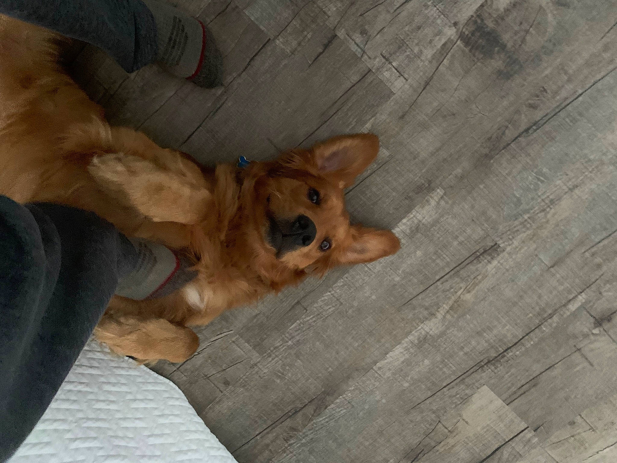 Boudreaux joined the competition — help win amazing prizes! canidae, carnivore, comfort, companion_dog, dog, dog_bed, dog_breed, fawn, floor, flooring, hardwood, liver, paw, snout, sporting_group, tail, vertebrate, whiskers, wood, working_animal