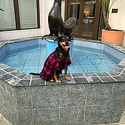 Buddy joined the competition — help win amazing prizes! animal, building, dog, door, fountain, happy, leash, outdoor, pet, plant, pot, reflection, seal, shirt, smiling, statue, sunlight, tiles, water, window