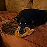 Buddy joined the competition — help win amazing prizes! dog, sleeping, couch, plush_toy, brown, black_dog, pet, indoor, cozy, relaxing, fur, rest, animal, snuggling, comfort, canine, home, soft, closeup, peaceful