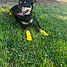 Buddy is registered to the contest to win money with this photo: animal, black_harness, canine, daytime, dog, grass, greenery, happy, leash, nature, outdoor, park, paw_protection, pet, playful, resting, smiling, sunlight, tongue_out, yellow_booties