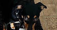 Buddy is registered to the contest to win money with this photo: animal, black_dog, black_rug, collar, cute, dog, domestic_animal, ears, floor_tile, fur, household, indoor, looking_up, mischievous, paper_towel, paw, pet, playful, small_dog, torn_paper