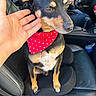 Buddy is registered to the contest to win money with this photo: dog, pet, bandana, red, polka_dot, car, car_seat, hand, human_hand, leather_seat, black_dog, tan_markings, close_up, indoor, casual, animal, cute, sitting, seatbelt, vehicle_interior