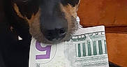 Buddy is registered to the contest to win money with this photo: dog, puppy, money, five_dollar_bill, curious, pet, indoor, close_up, black_and_tan, eyes, mouth, holding, blanket, furniture, nose, animal, cute, young, face, canine