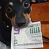 dog, puppy, money, five_dollar_bill, curious, pet, indoor, close_up, black_and_tan, eyes, mouth, holding, blanket, furniture, nose, animal, cute, young, face, canine