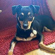 Buddy is registered to the contest to win money with this photo: dog, pet, black_and_tan, lying_down, blanket, indoor, collar, tag, ears, fur, animal, companion, cute, resting, canine, portrait, looking, bed, cozy, relaxed
