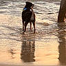 Buddy joined the competition — help win amazing prizes! animal, beach, canine, dog, leash, light, nature, outdoor, paw, person, reflection, relaxation, sand, sea, shadow, shore, summer, sunset, water, waves