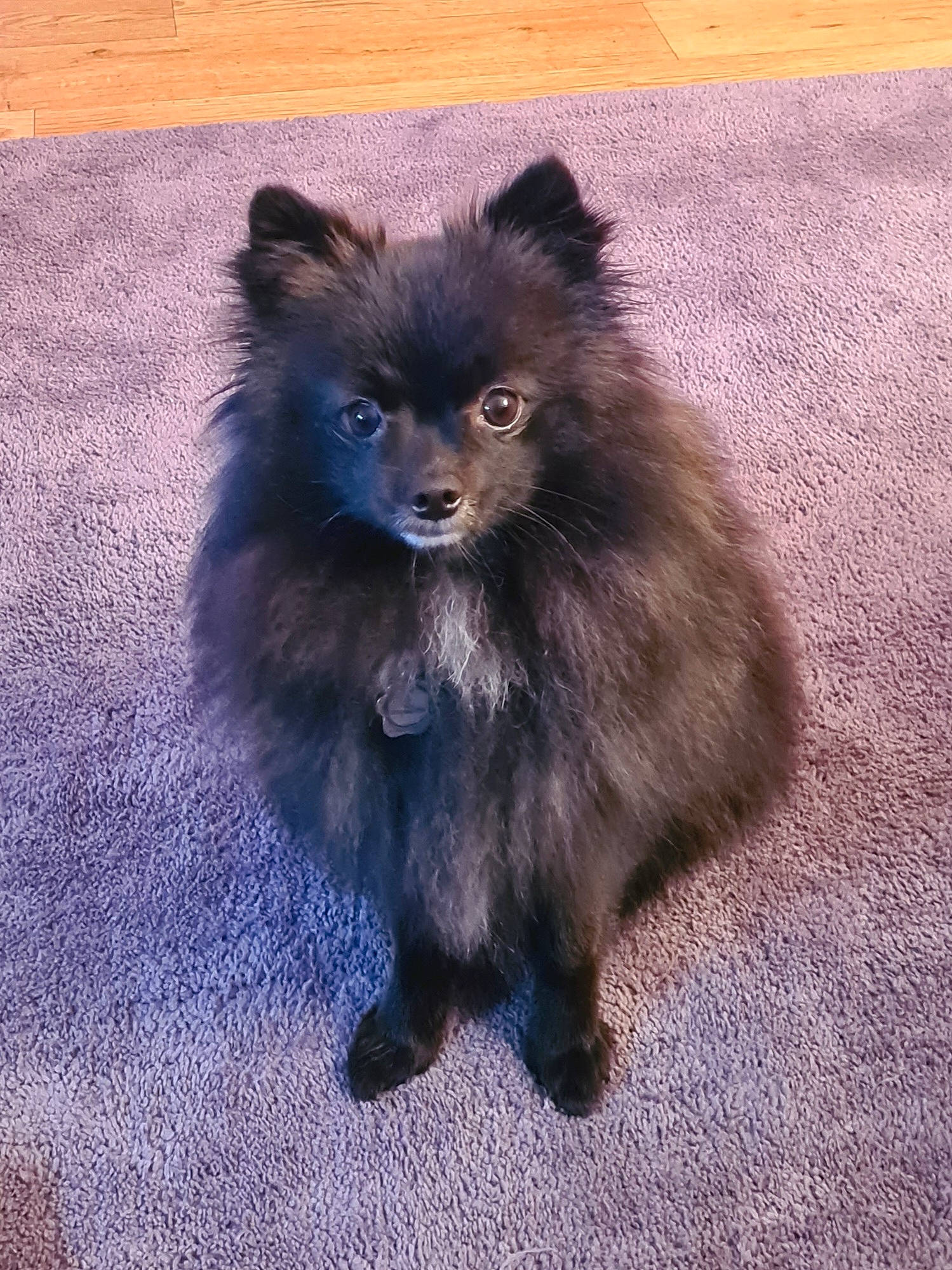 Boe joined the competition — help win amazing prizes! canidae, carnivore, companion_dog, dog_breed, electric_blue, fawn, fur, german_spitz, german_spitz_mittel, snout, sporting_group, tail, terrestrial_animal, whiskers, wildlife