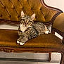 cat, tabby_cat, furniture, chair, vintage, velvet, pet, animal, indoor, floor, wood, relaxed, cute, whiskers, ears, paws, looking, sitting, domestic_cat, home