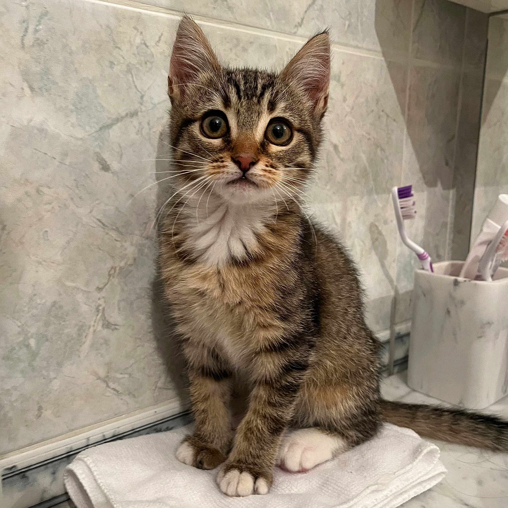 Misty participe au concours pour gagner de l'argent avec cette photo : bathroom, cat, curious, cute, domestic, ears, fur, indoor, kitten, marble, pet, sitting, tabby, tail, tile_wall, toothbrush, towel, whiskers, wide_eyes, young