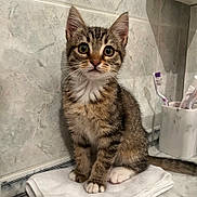 Misty a rejoint le concours — aidez-le/la à gagner de superbes lots ! kitten, cat, tabby, animal, pet, towel, bathroom, toothbrush, tile_wall, curious, sitting, fur, whiskers, ears, tail, domestic_cat, young_animal, cute, indoor, mammal