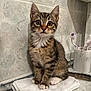 kitten, cat, tabby, animal, pet, towel, bathroom, toothbrush, tile_wall, curious, sitting, fur, whiskers, ears, tail, domestic_cat, young_animal, cute, indoor, mammal