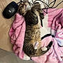 Misty a rejoint le concours — aidez-le/la à gagner de superbes lots ! kitten, cat, tabby, pink_blanket, fluffy_blanket, computer_mouse, cables, indoor, pet, cute, fur, paws, lying_down, relaxed, soft_texture, home, table, electronics, curled_paws, whiskers