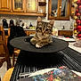 Misty a rejoint le concours — aidez-le/la à gagner de superbes lots ! kitten, cat, tabby, indoor, kitchen, table, chair, wooden_cabinet, window, decorations, festive, black_object, curious, animal, pet, domestic, feline, face, looking, closeup