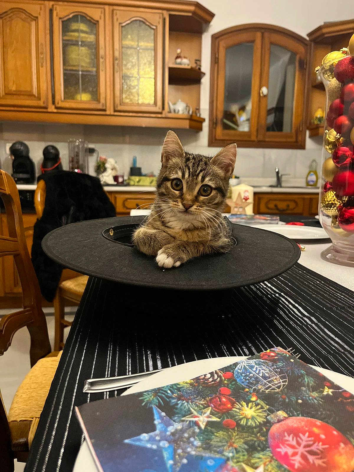 Misty a rejoint le concours — aidez-le/la à gagner de superbes lots ! kitten, cat, tabby, indoor, kitchen, table, chair, wooden_cabinet, window, decorations, festive, black_object, curious, animal, pet, domestic, feline, face, looking, closeup