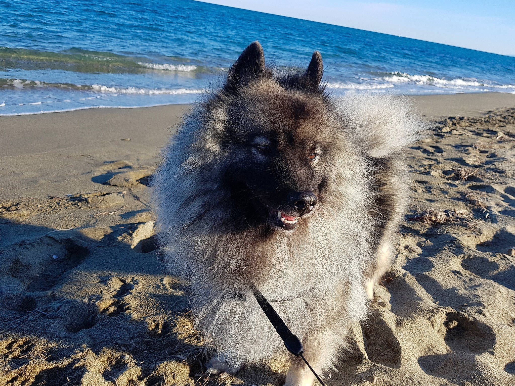 Laika a rejoint le concours — aidez-le/la à gagner de superbes lots ! bay, beach, body_of_water, canidae, carnivore, coast, coastal_and_oceanic_landforms, dog, dog_breed, fluid, natural_environment, ocean, sand, sea, shore, snout, tide, tropics, wave, wind_wave
