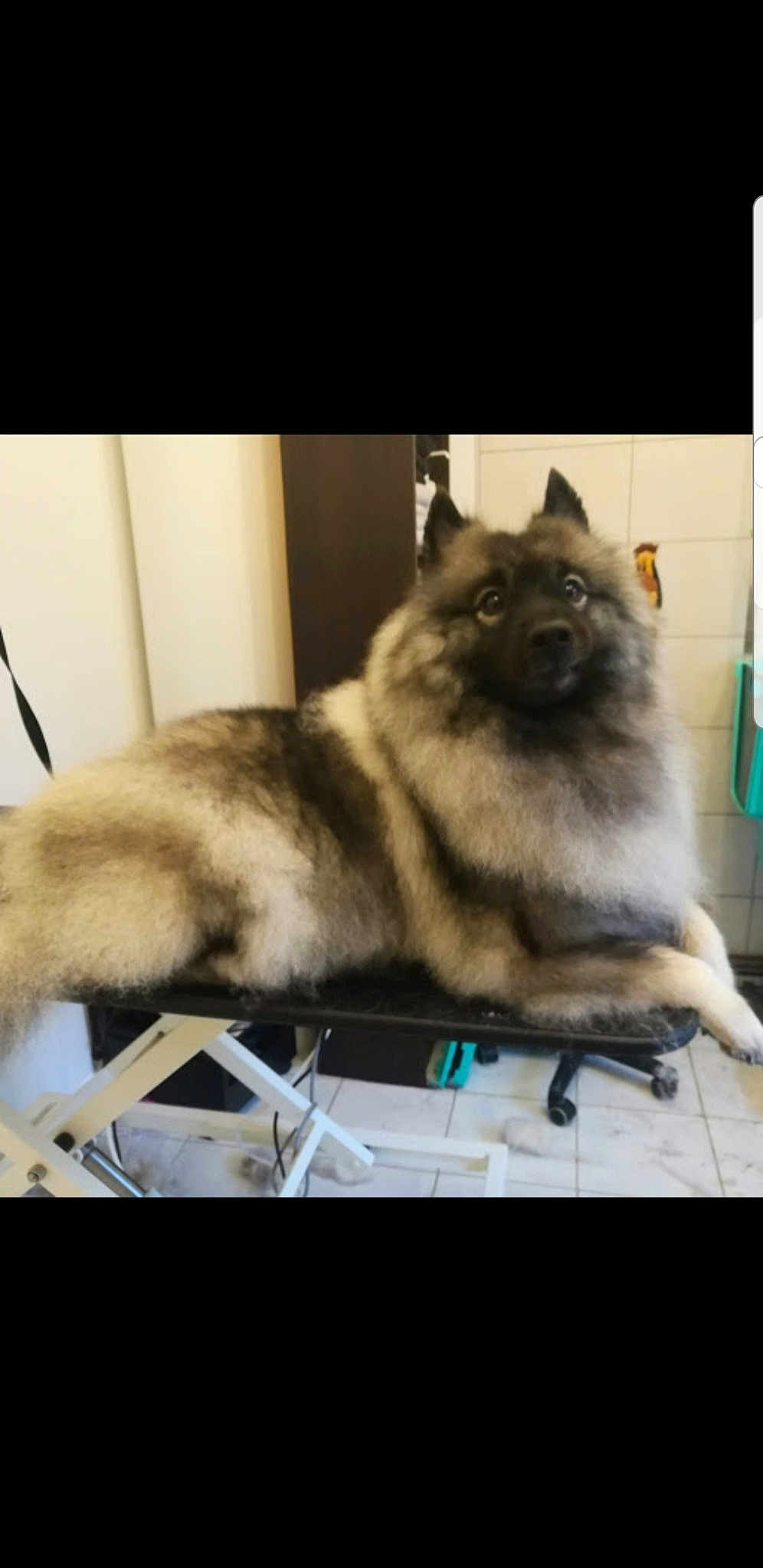 Laika