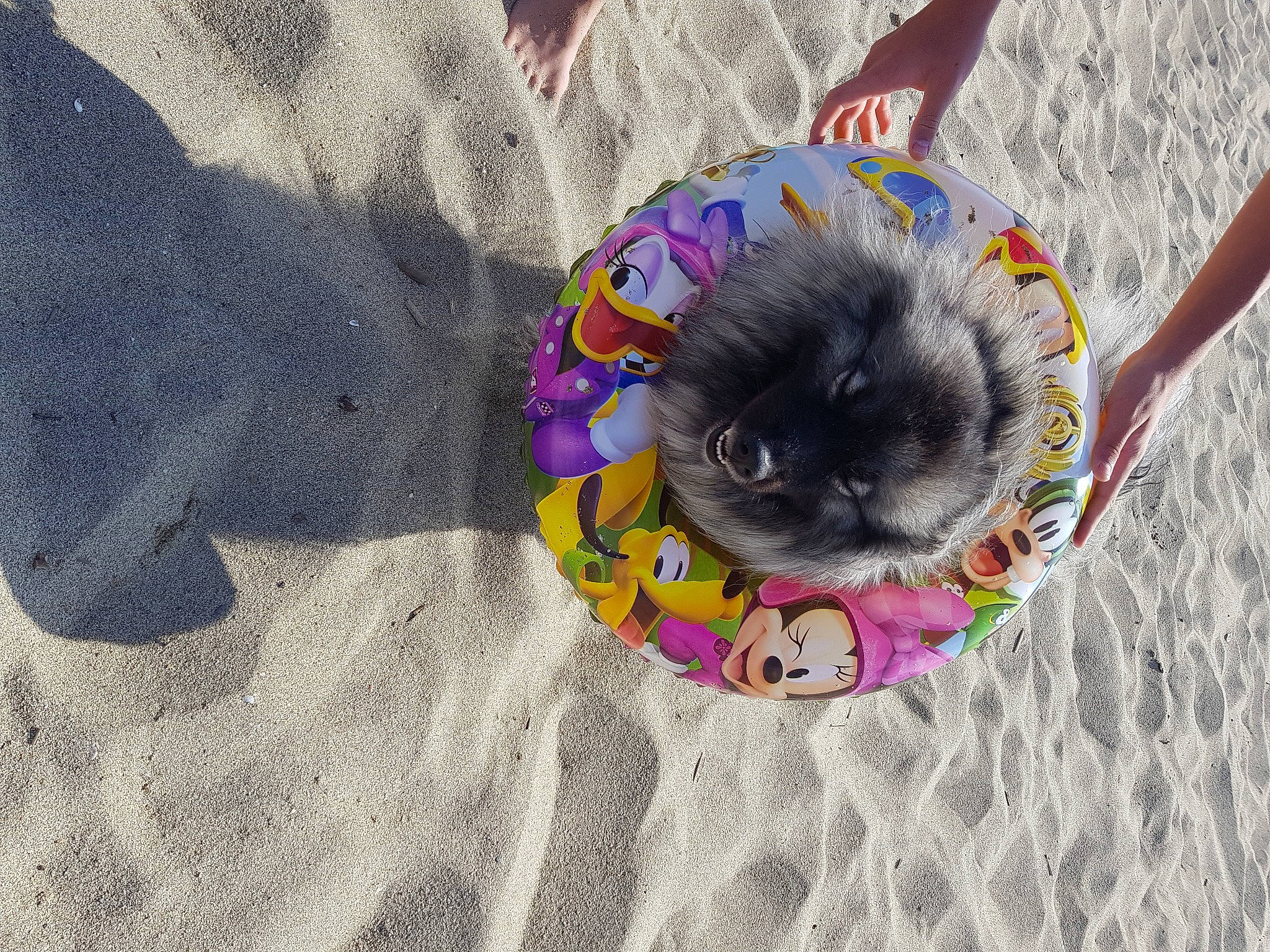 Laika a rejoint le concours — aidez-le/la à gagner de superbes lots ! canidae, carnivore, dog, dog_breed, purple, sand, shadow