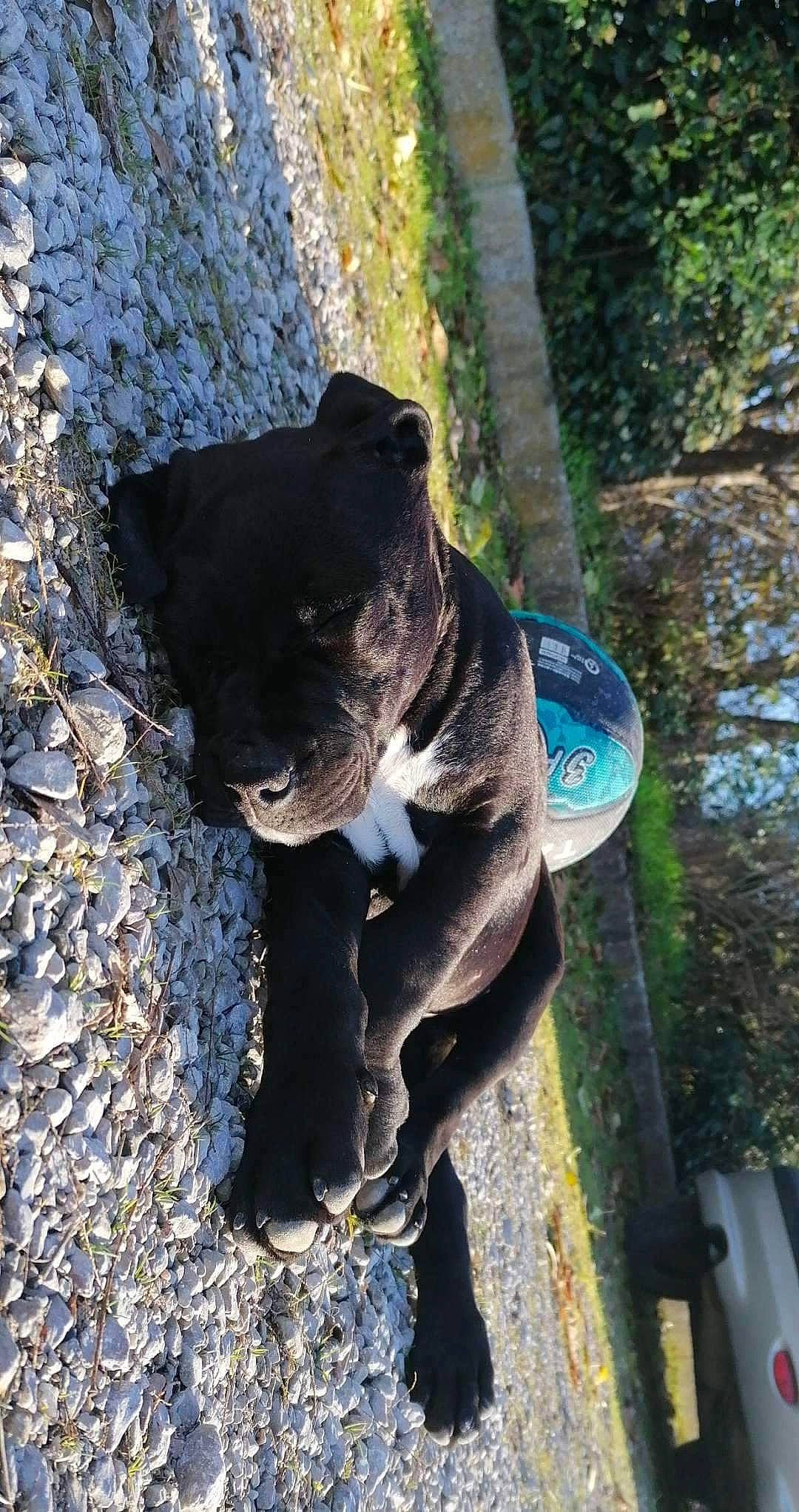 Rebelle a rejoint le concours — aidez-le/la à gagner de superbes lots ! canidae, carnivore, collar, companion_dog, dog, dog_breed, dog_collar, non_sporting_group, snout, sporting_group, terrestrial_animal, working_animal, working_dog