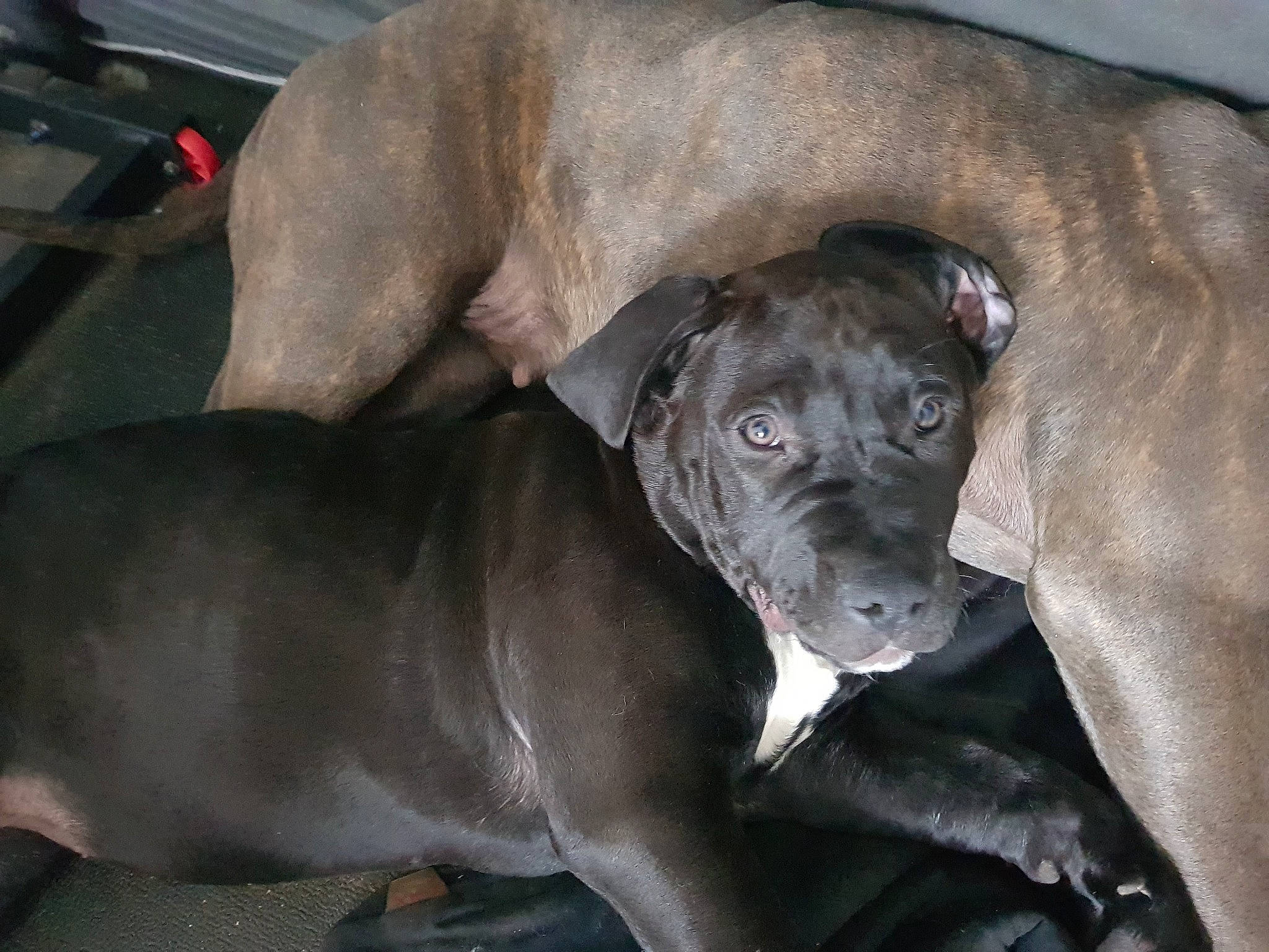 Rebelle participe au concours pour gagner de l'argent avec cette photo : canidae, carnivore, collar, comfort, companion_dog, dog, dog_breed, fawn, guard_dog, liver, mammal, organ, skin, snout, sporting_group, whiskers, working_animal, working_dog