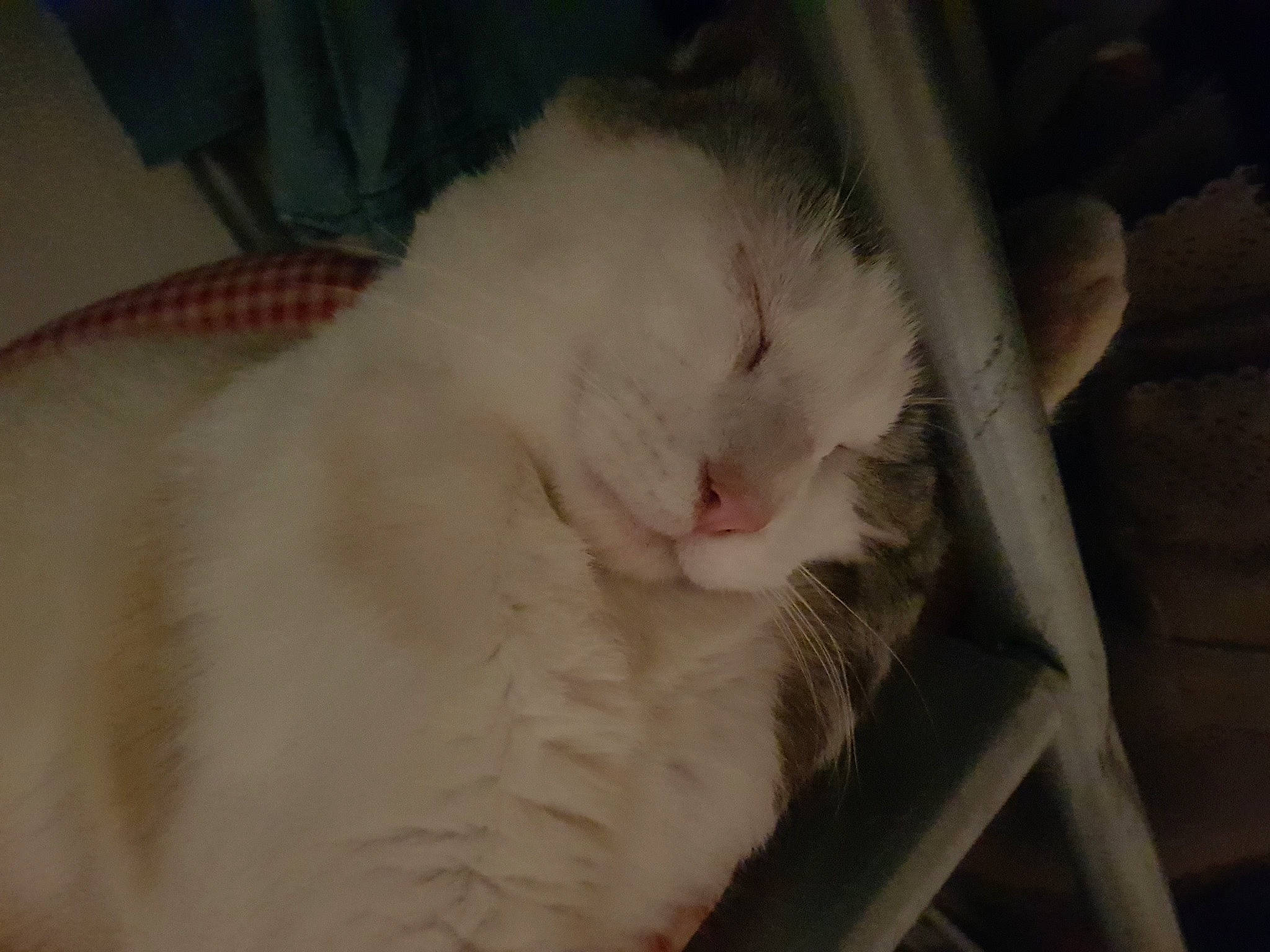 Osiris participe au concours pour gagner de l'argent avec cette photo : carnivore, cat, facial_expression, fawn, felidae, fur, iris, pet_supply, skin, small_to_medium_sized_cats, snout, vertebrate, whiskers