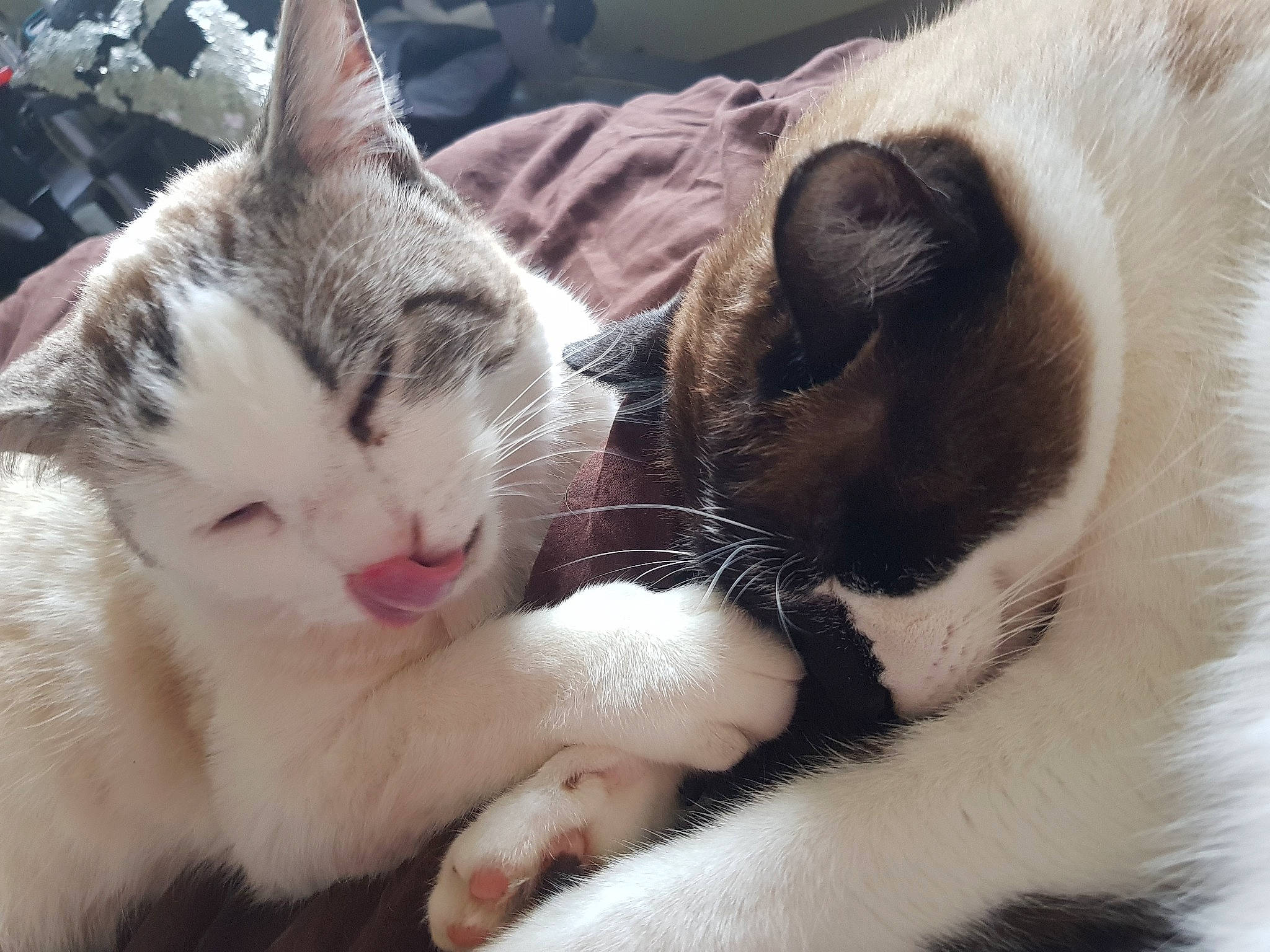 Osiris participe au concours pour gagner de l'argent avec cette photo : carnivore, cat, comfort, domestic_short_haired_cat, felidae, fur, mammal, nap, paw, sleep, small_to_medium_sized_cats, snout, terrestrial_animal, toe, vertebrate, whiskers