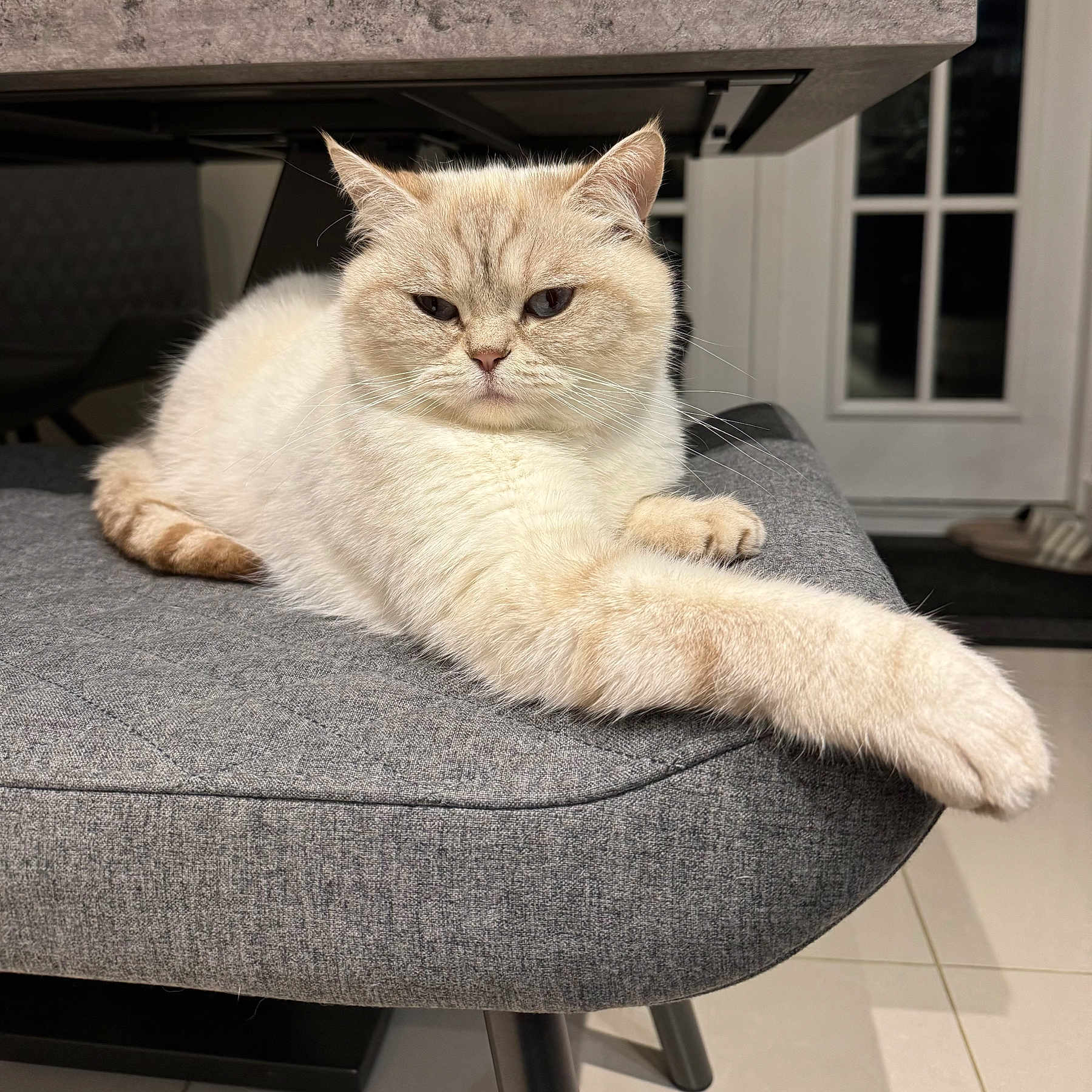 Starky joined the competition — help win amazing prizes! abyssinian, angora, animal, cat, chaise, couch, furniture, kitten, manx, ottoman, pet, siamese