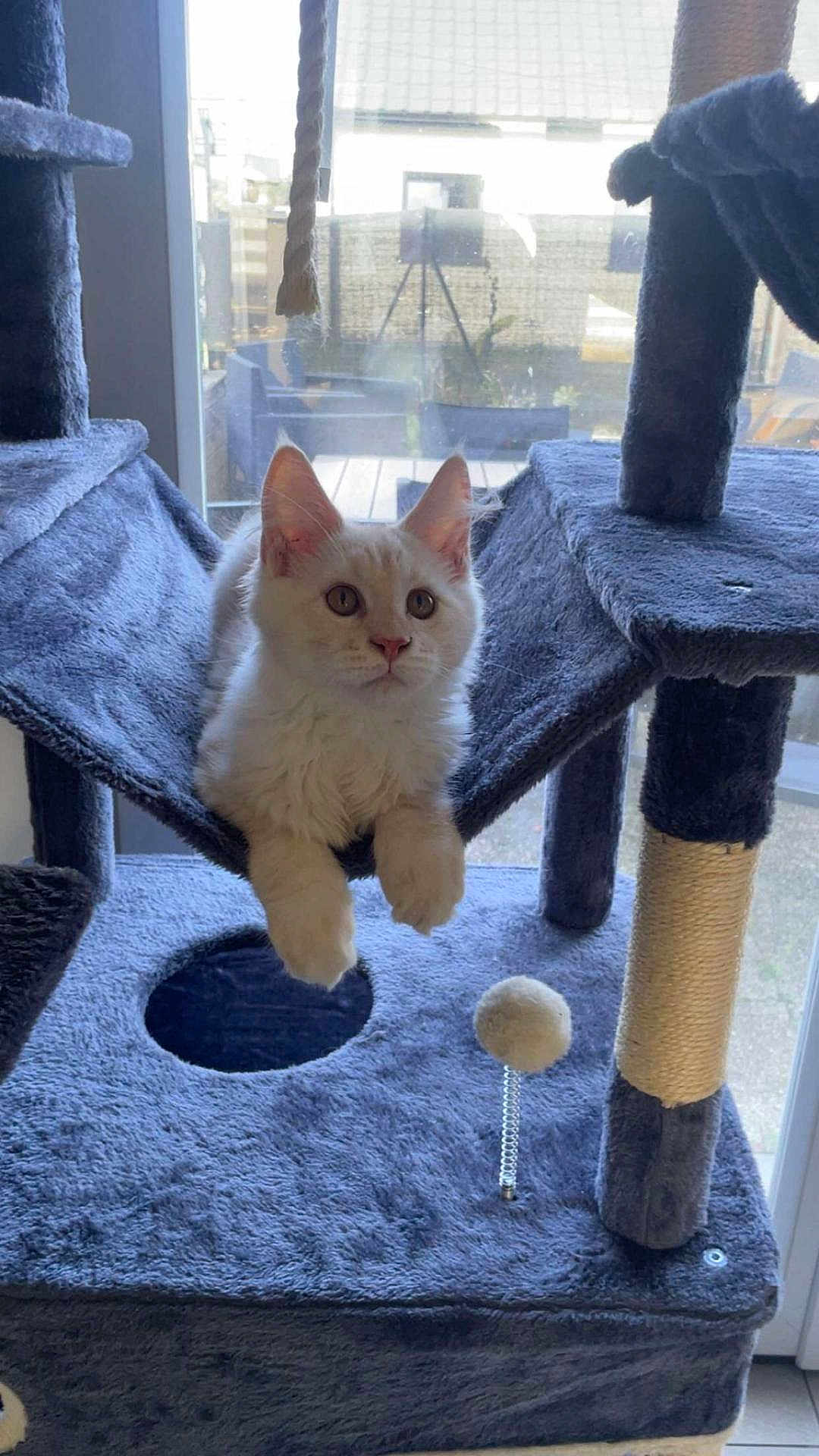 Abu