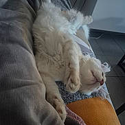 Abu participe au concours pour gagner de l'argent avec cette photo : cat, white_cat, fluffy, sleeping, relaxed, blanket, cozy, indoor, pet, fur, paw, resting, cute, animal, home, comfort, feline, soft, close_up, domestic