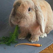 Brad Pitt participe au concours pour gagner de l'argent avec cette photo : domestic_rabbit, fauna, fur, rabbit, rabits_and_hares, snout, whiskers