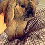 Brad Pitt a rejoint le concours — aidez-le/la à gagner de superbes lots ! domestic_rabbit, fauna, fur, hare, mammal, rabbit, rabits_and_hares, skin, snout, whiskers