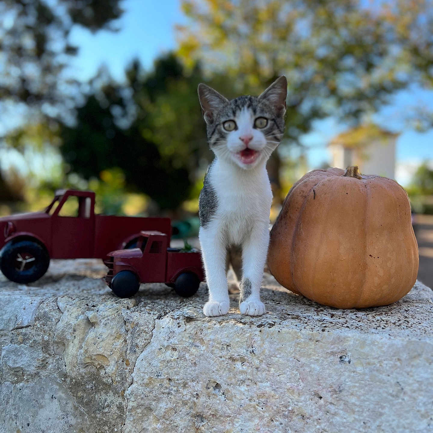 Nugget a rejoint le concours — aidez-le/la à gagner de superbes lots ! animal, autumn, blurred_background, cat, curious, daylight, grass, kitten, leafy, nature, outdoor, pet, playful, pumpkin, sky, small, stone, toy_truck, tree, white_and_gray