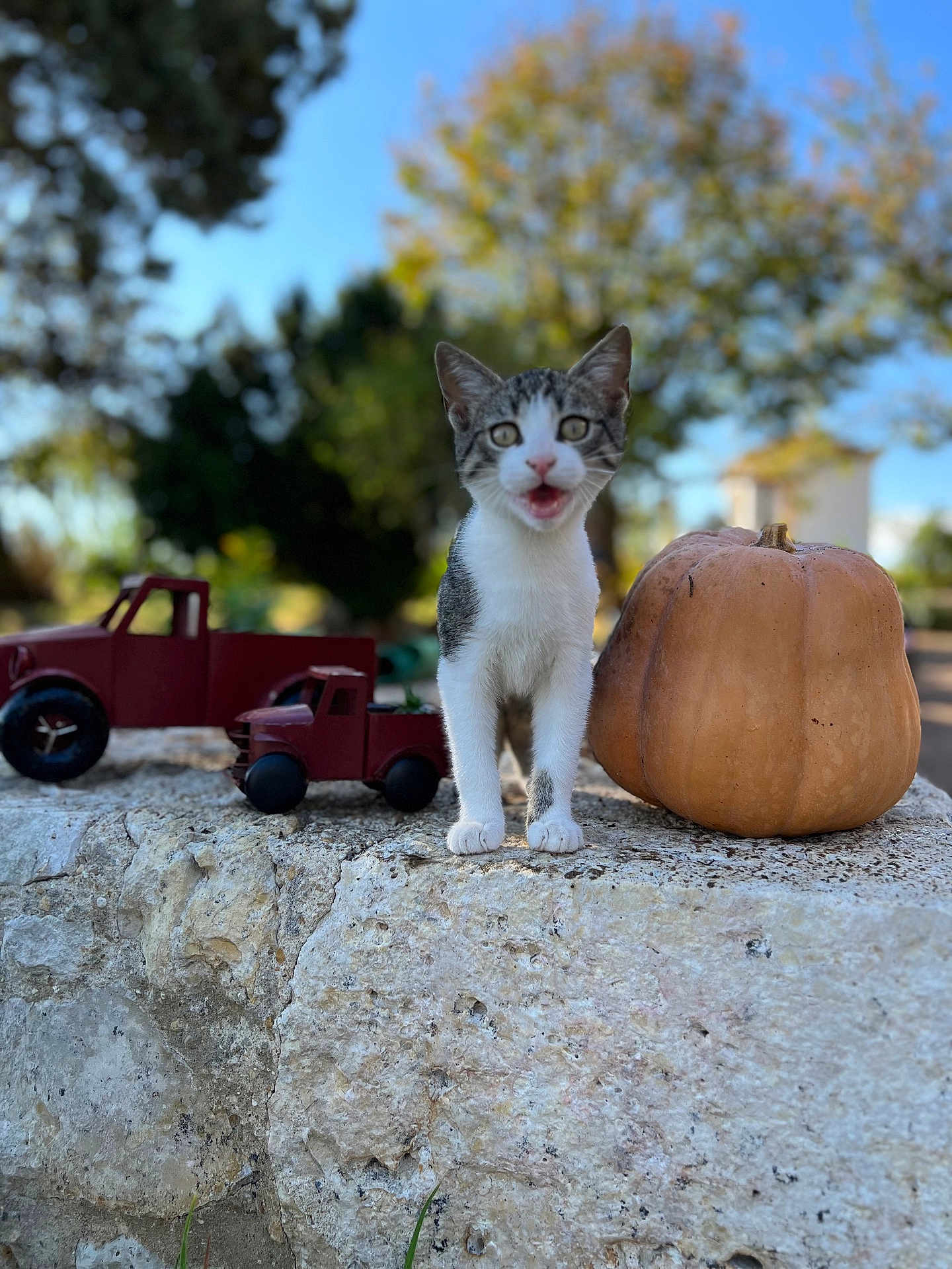 Nugget a rejoint le concours — aidez-le/la à gagner de superbes lots ! kitten, cat, pumpkin, toy_truck, stone, outdoor, tree, nature, blurred_background, autumn, daylight, animal, pet, curious, playful, small, white_and_gray, grass, sky, leafy