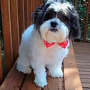 Barkley is registered to the contest to win money with this photo: adorable, black_fur, bow_tie, close_up, dark_eyes, dog, fluffy, foliage, outdoor, pet, porch, portrait, railing, red_bandana, shih_tzu, sitting, small_dog, white_fur, wooden_bench, wooden_deck