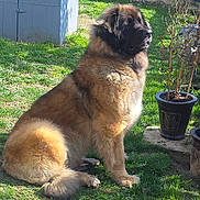 Toundra a rejoint le concours — aidez-le/la à gagner de superbes lots ! backyard, canine, dog, fence, fluffy_dog, fur, garden, grass, large_dog, nose, outdoor, paw, pet, plant_pot, portrait, potted_plant, shadow, sitting, sunlight, tail
