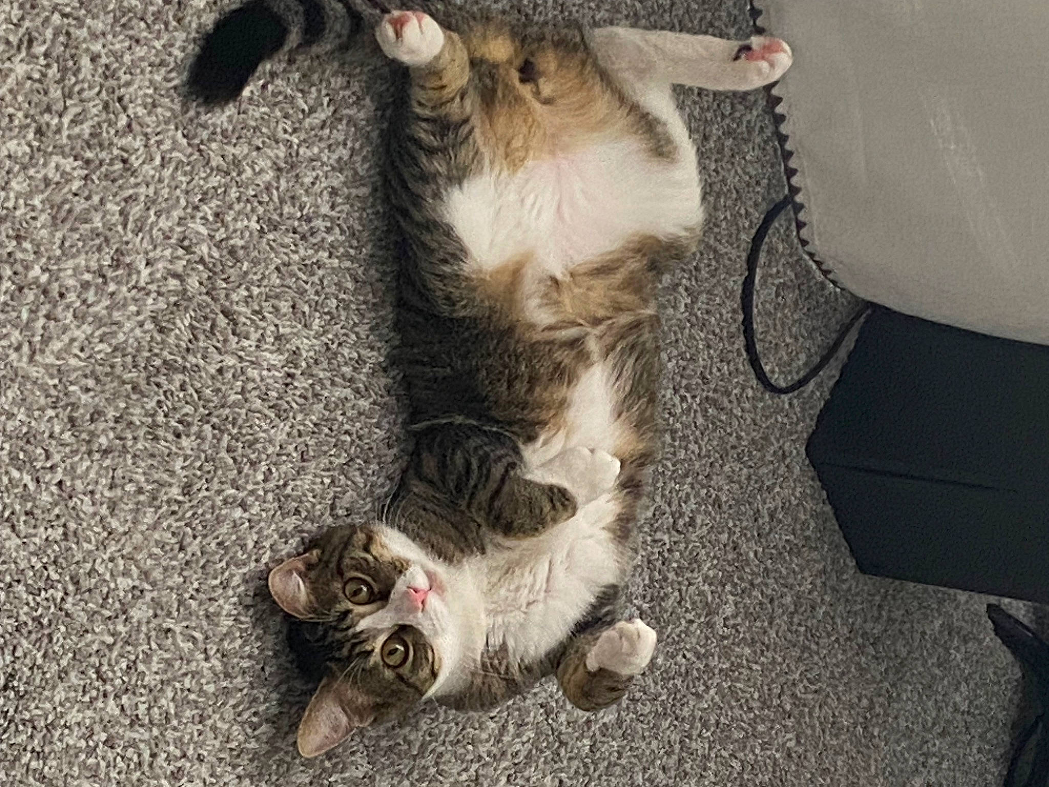 Piper joined the competition — help win amazing prizes! canidae, carnivore, cat, claw, comfort, companion_dog, dog_breed, domestic_short_haired_cat, fawn, felidae, flooring, foot, fur, human_leg, paw, small_to_medium_sized_cats, sporting_group, tail, whiskers