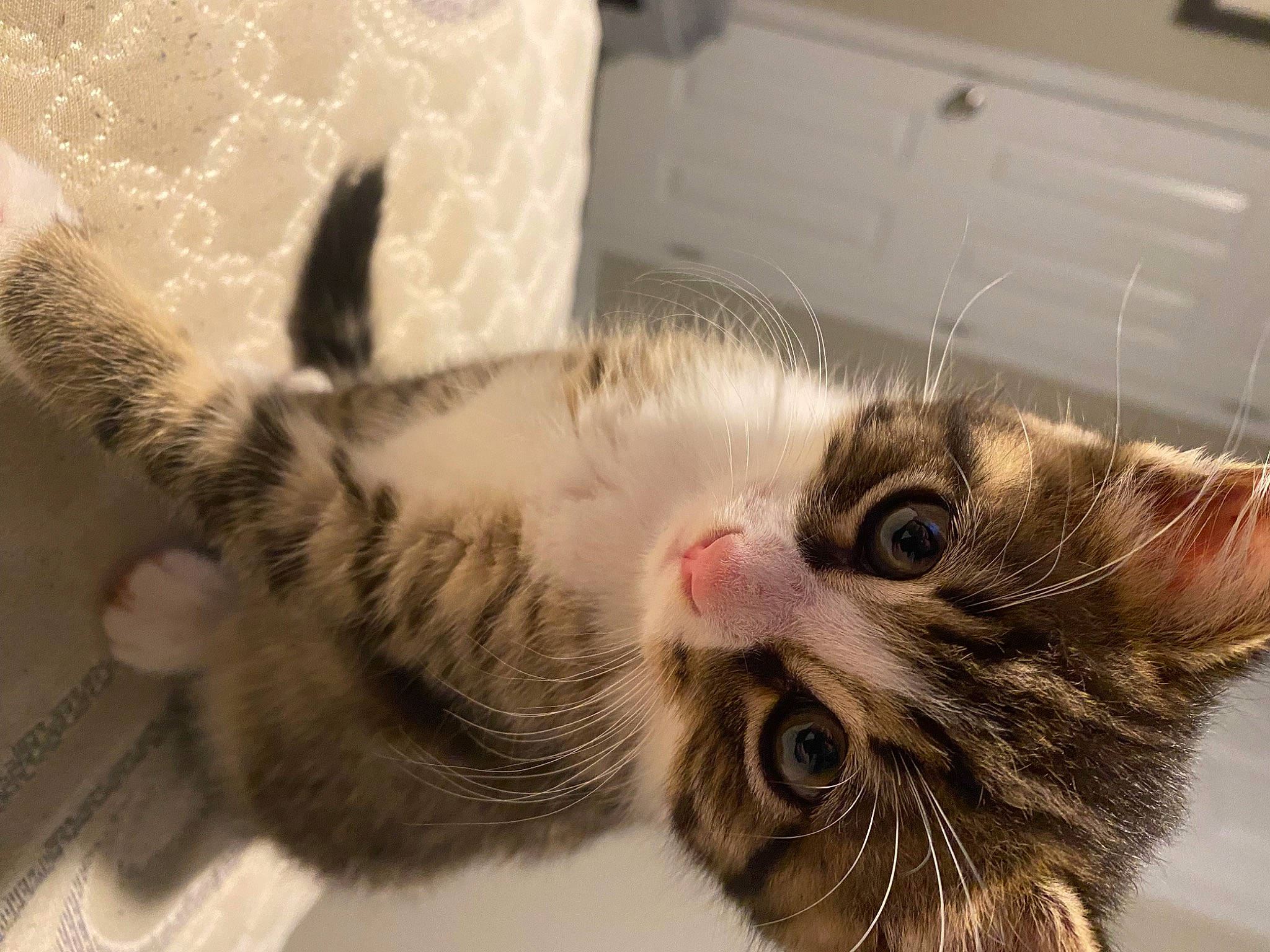 Piper is registered to the contest to win money with this photo: carnivore, cat, claw, comfort, domestic_short_haired_cat, ear, felidae, fur, paw, small_to_medium_sized_cats, whiskers